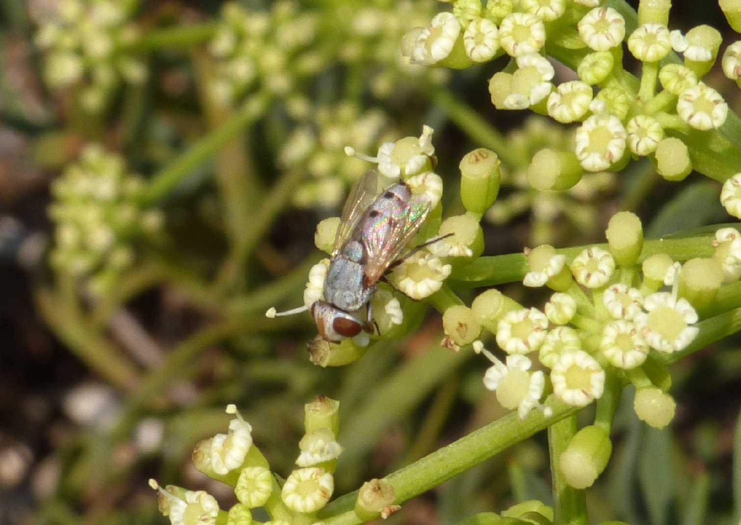 Miltogramma sp.?